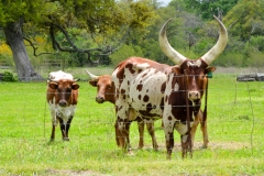 Just outside the campground, we visited cow neighbors.