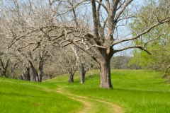 Wtih plent of walking trails.