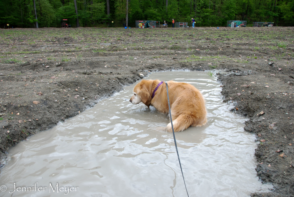 When Bailey got hot, she helped herself to the mud puddle.
