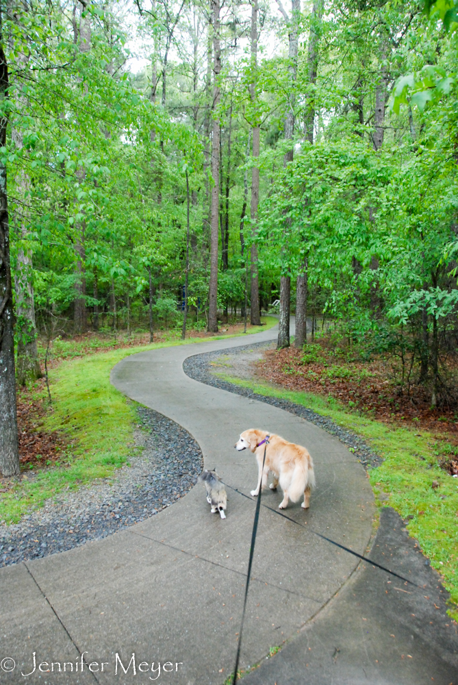 Gypsy and Bailey were happy to walk it.