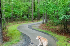 Gypsy and Bailey were happy to walk it.