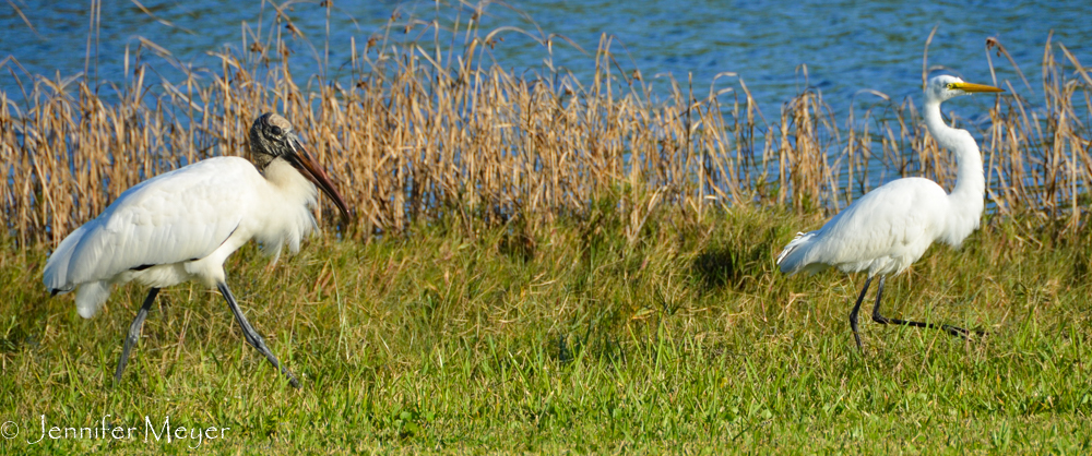 Birds by the river.