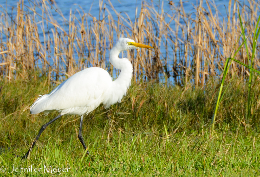 A heron.