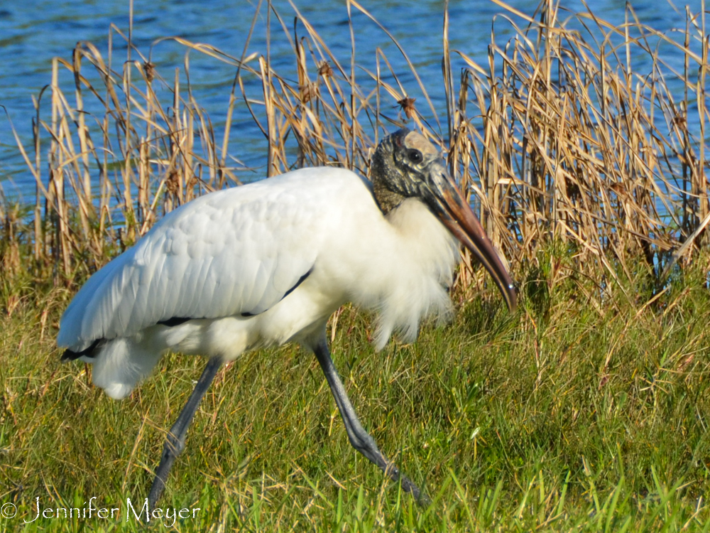 And stork.