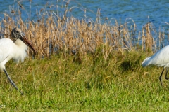 Birds by the river.