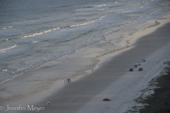 Thousands of seagulls congregating for sunset.