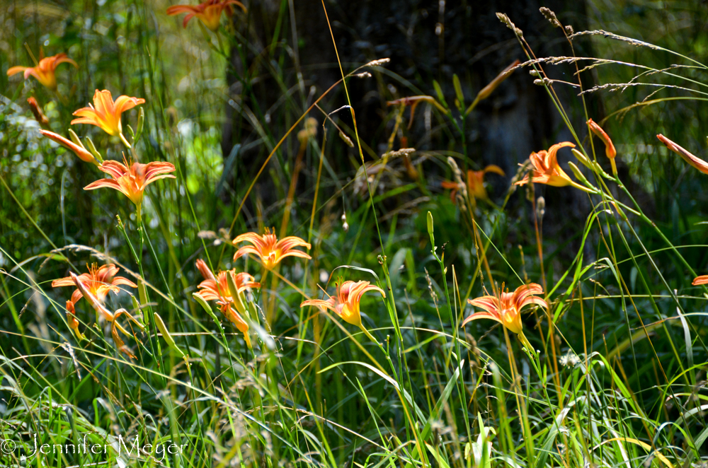 There were beds of tiger lillies.