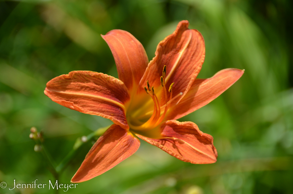 They had been planted by Aunt Rie.