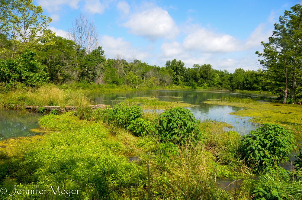 It's all so overgrown.