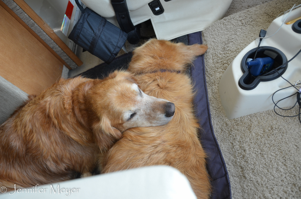 Annie rests her head on Bailey.