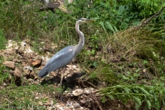 A heron by the river.