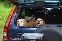 Dogs in the car.