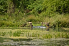 The spring-fed spillway across the lake.