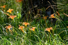 There were beds of tiger lillies.