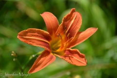 They had been planted by Aunt Rie.