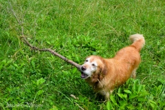 Bailey finds a stick.