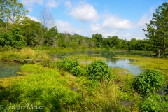 It's all so overgrown.