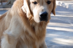 Keebler is their 18-month-old retriever.