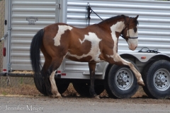 This horse whinnied and pawed the ground when its pal went into the ring without him.