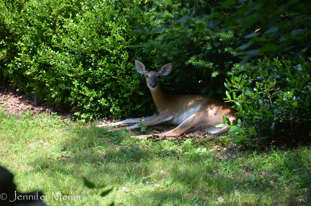 I thought this was a lawn ornament at first.