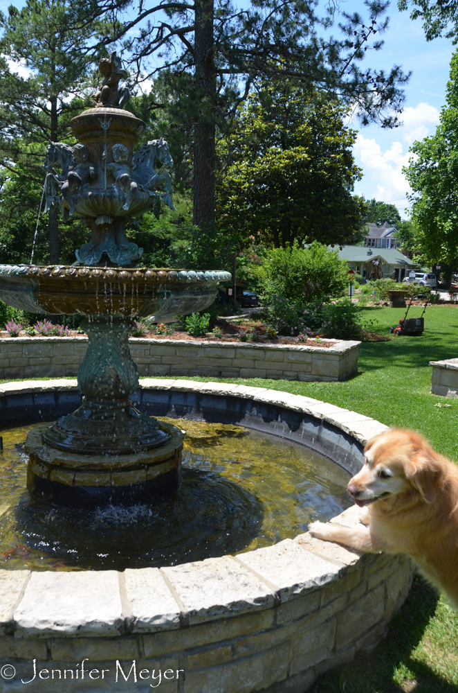 It was so hot, Bailey almost jumped in the fountain.