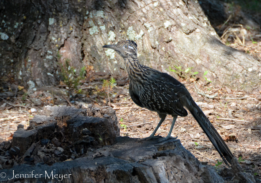 Roadrunner visitor.