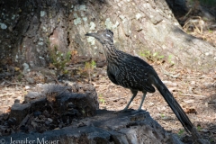 Roadrunner visitor.