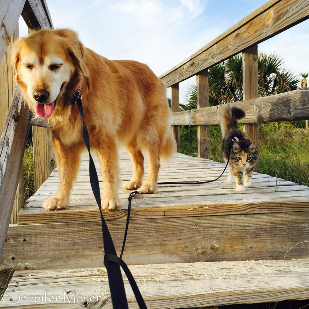 Bailey and Gypsy take the boardwalk to the beach.