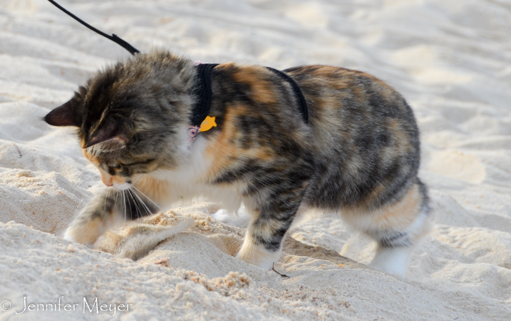 Hunting sand crabs.