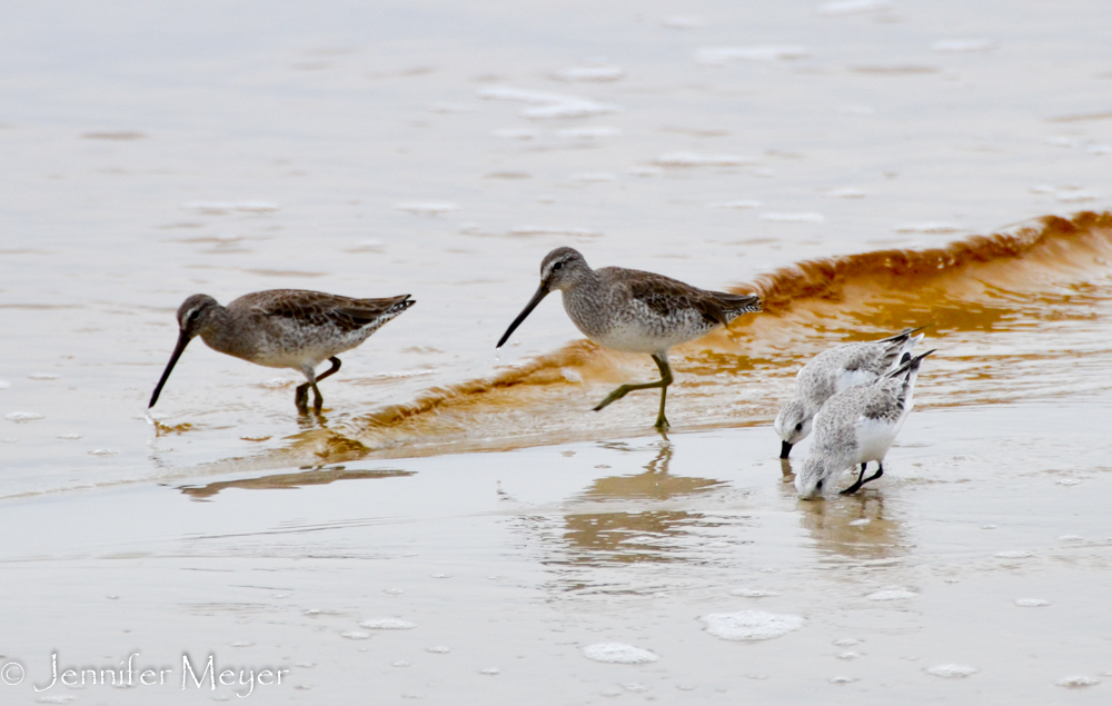 Sandpipers.