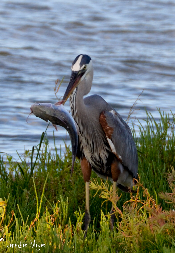 Heron with a catfish.