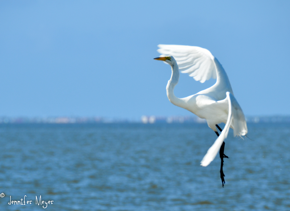 An egret landing dance.
