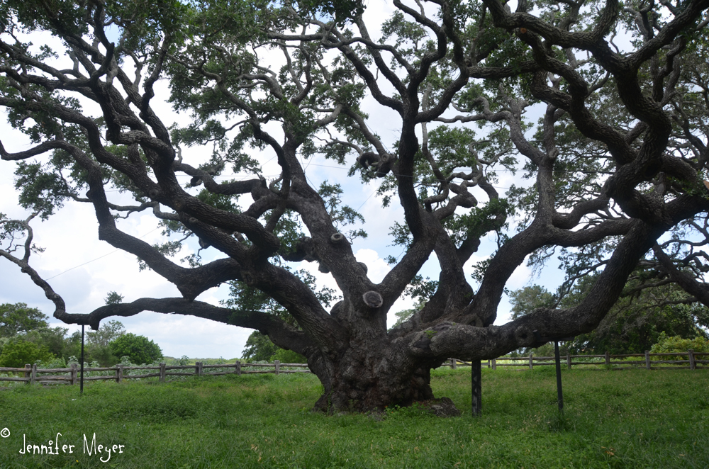 This big oak tree is over 1,000 years old.