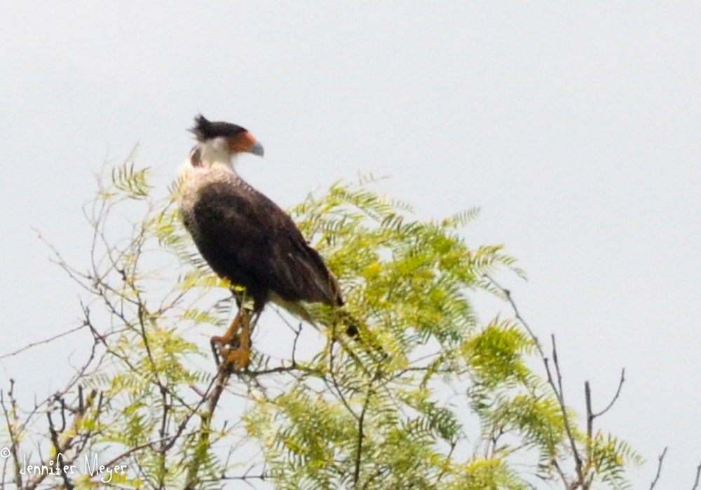 We spotted this crazy looking bird in a tree. Appears to be a black and white hawk eagle.
