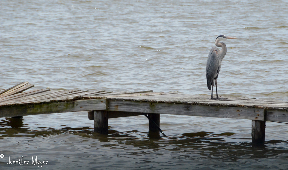 Heron on a dock.