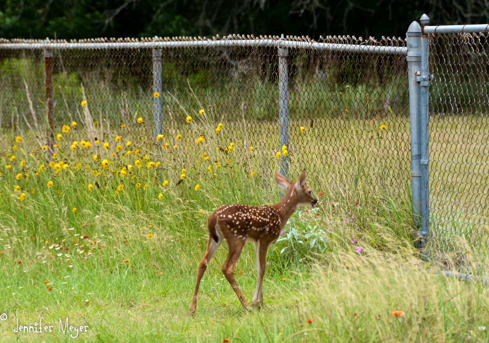 This tiny fawn couldn't jump the fence after its mom.