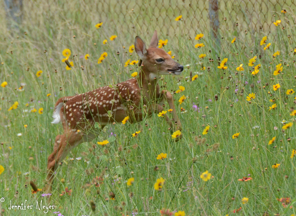 We spent some time herding it to a safe area.