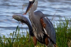 Heron with a catfish.
