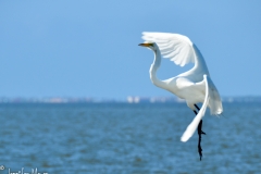 An egret landing dance.