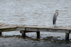 Heron on a dock.