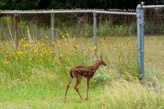 This tiny fawn couldn't jump the fence after its mom.