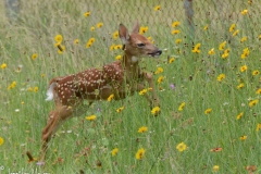We spent some time herding it to a safe area.