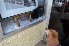 But Bailey found a little friend.