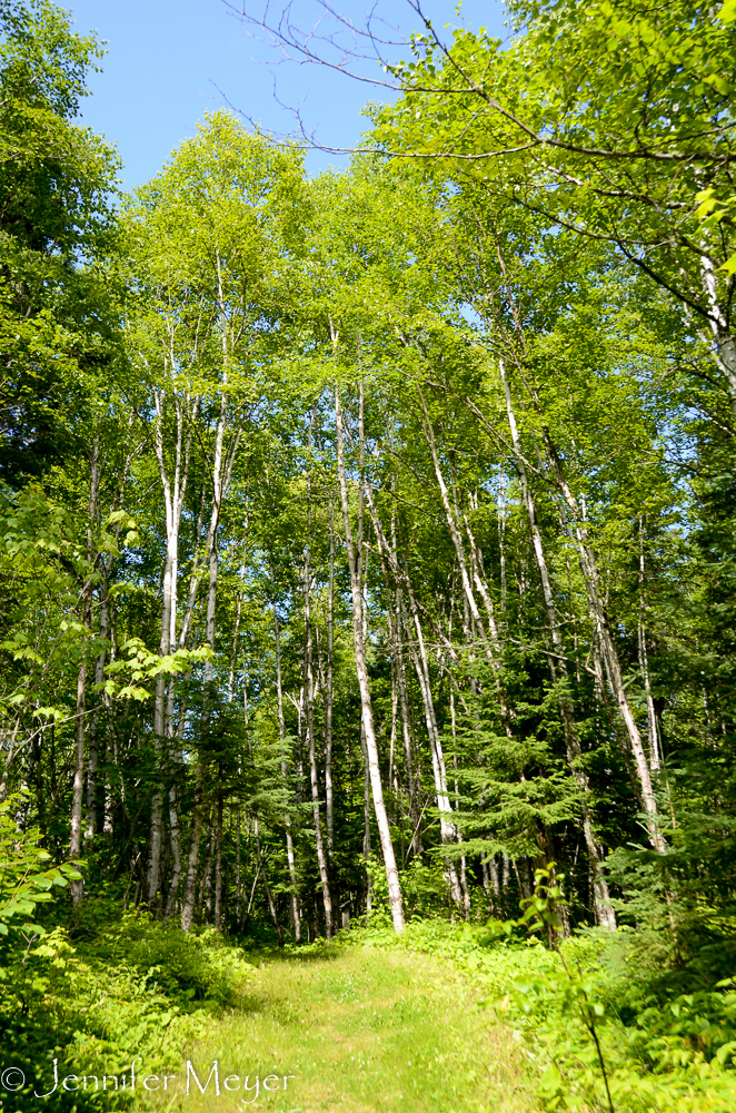 Tall and green.