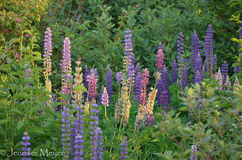 Wild delphiniums.