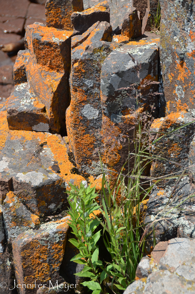Lichen rocks.