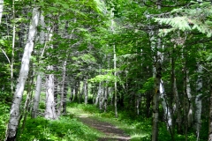 We drove north and took a hike through a birch forest.