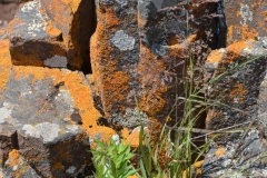Lichen rocks.