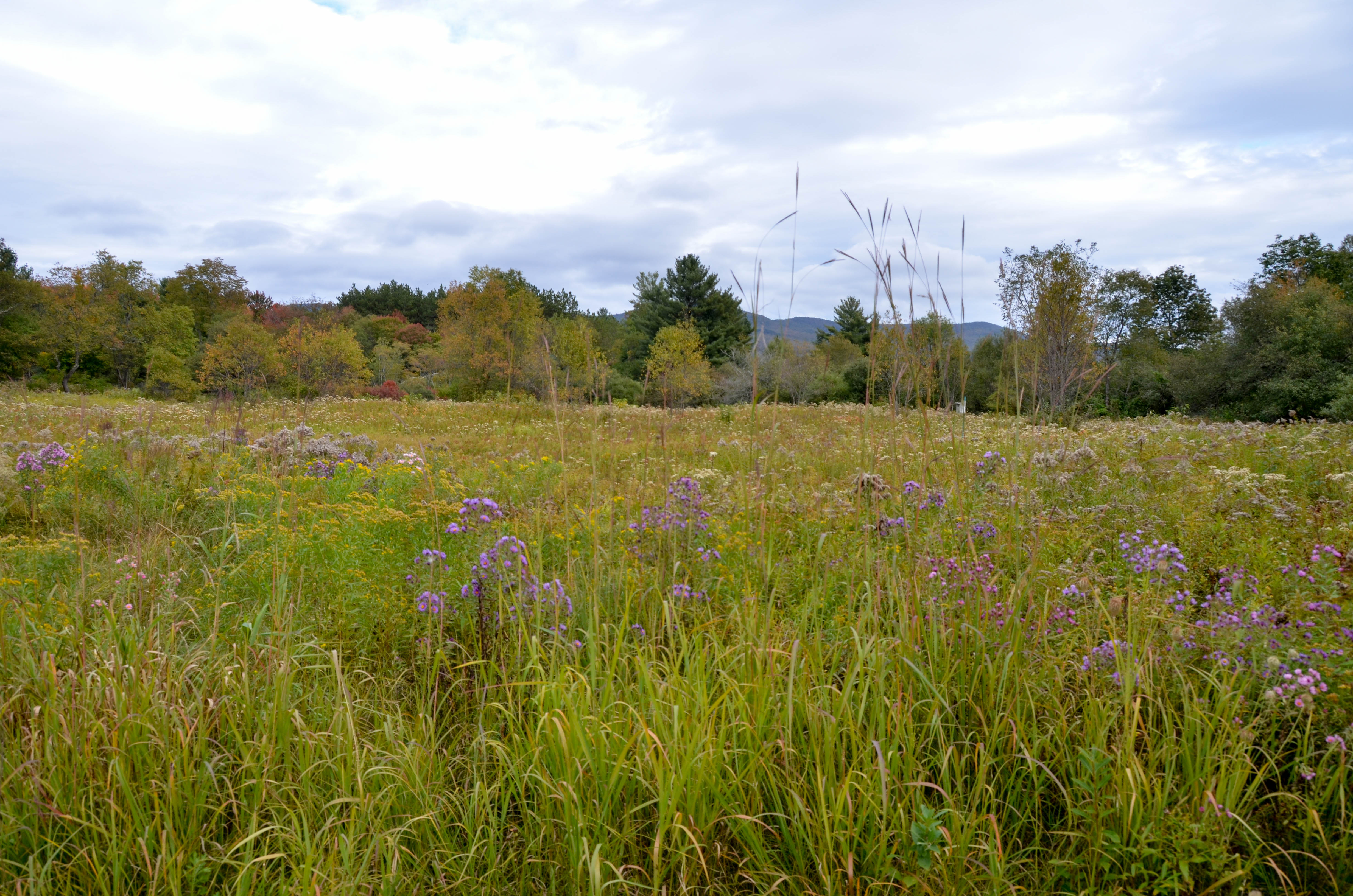 We drove a few miles back to the Robert Frost hiking trail.