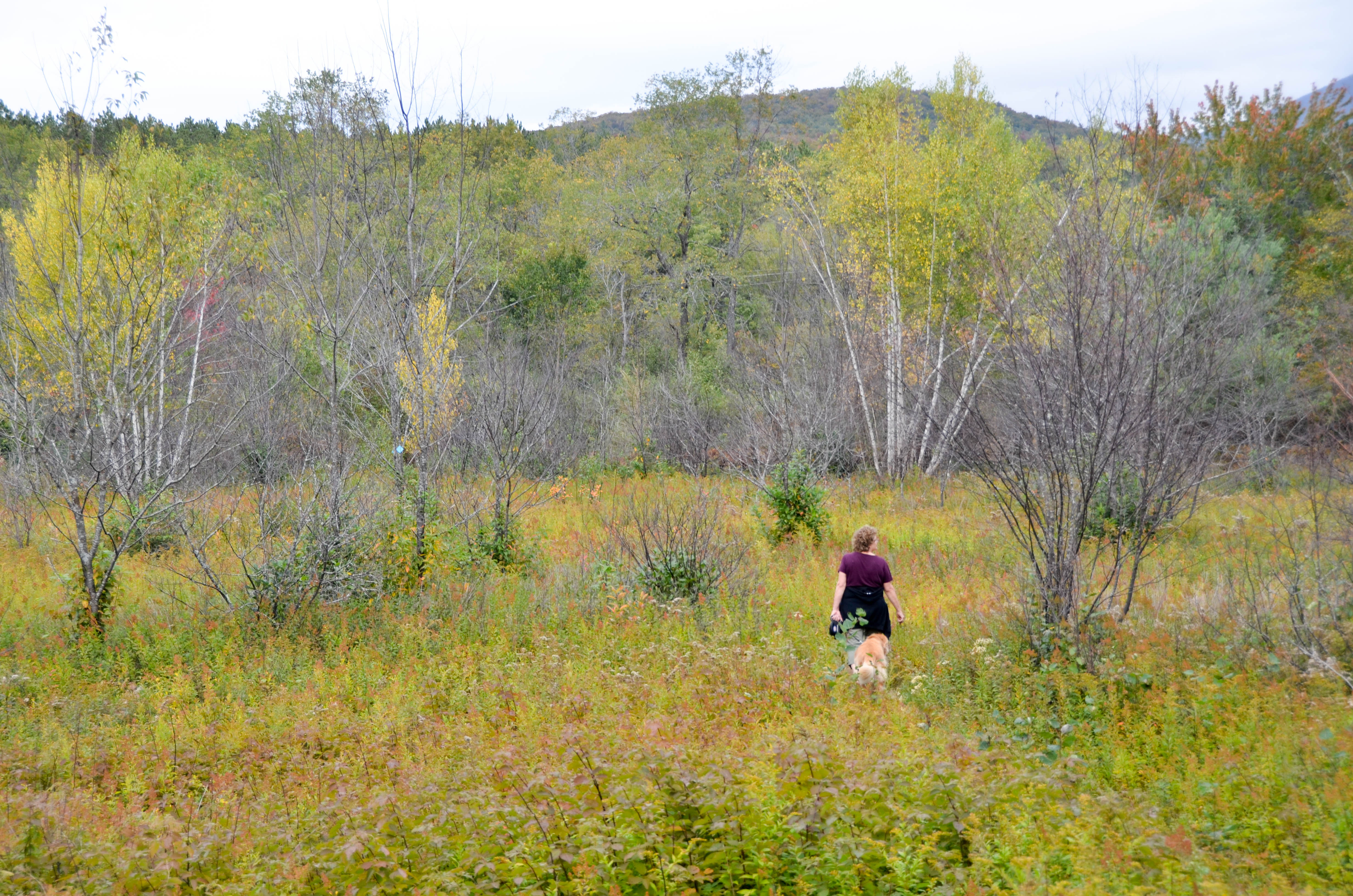 Walking through the meadow.